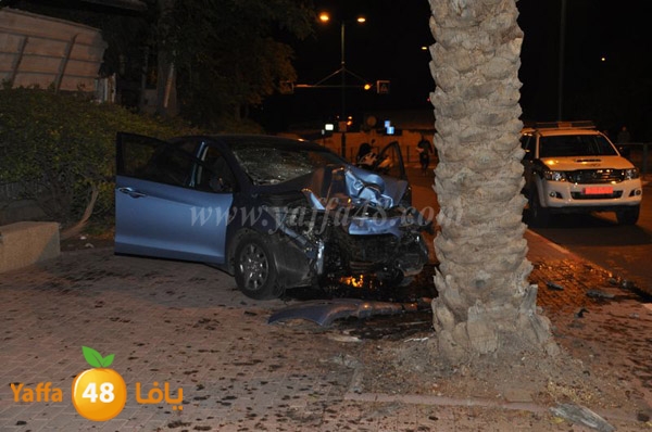 acc 7eshmona2em palmtree (22).JPG